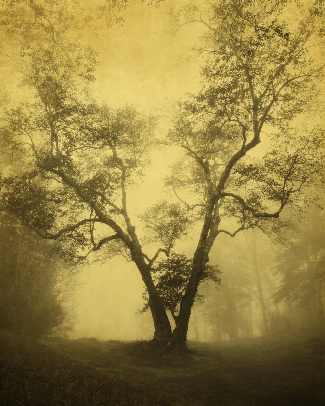 Joyce Tenneson — The Maine Museum of Photographic Arts